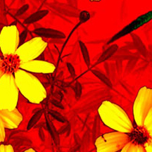 ddos压力测试网页端